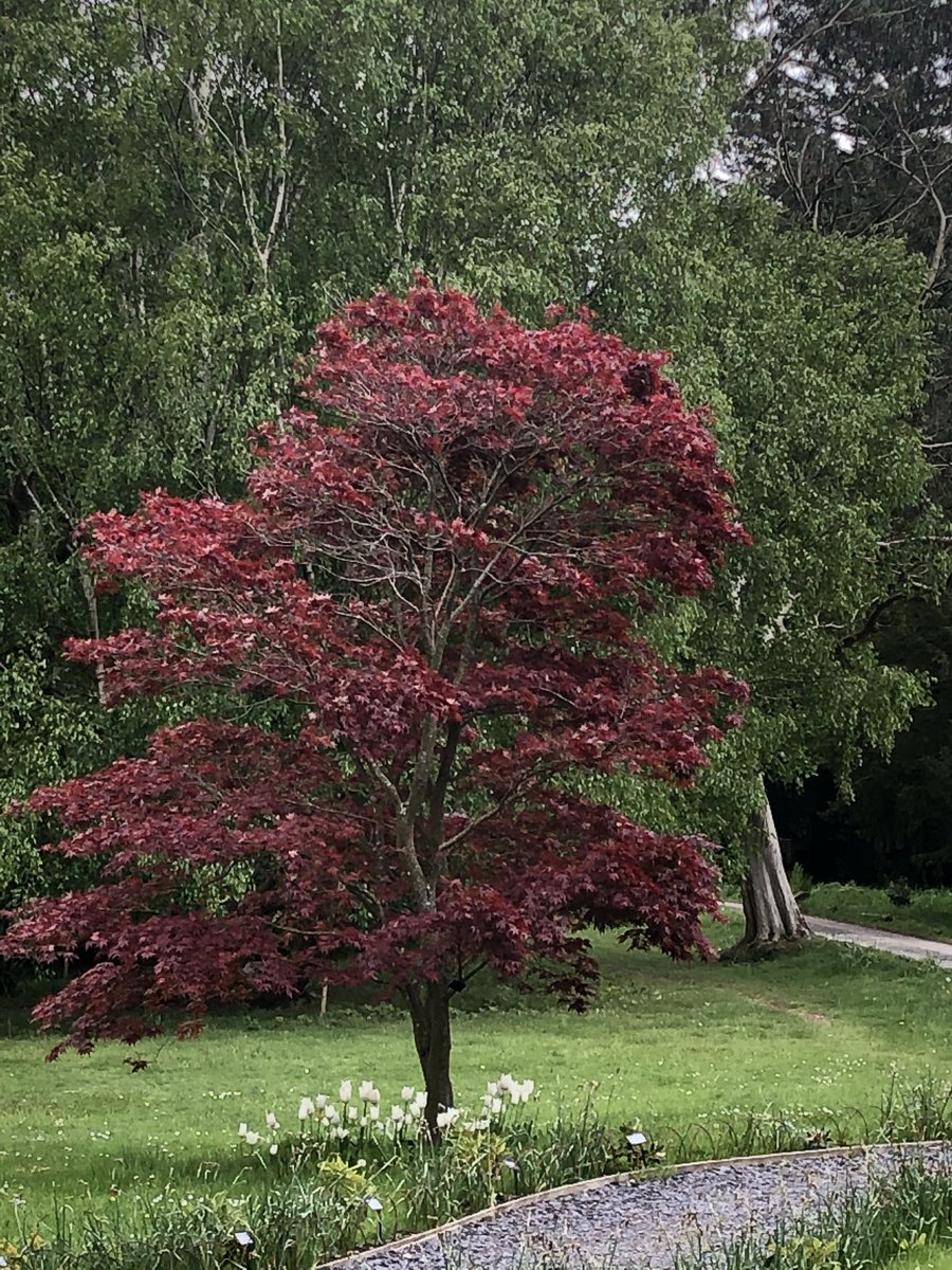 BethanWynHughe1's tweet photo. Natur ar ei orau / Nature at its best #AwyrIach #FreshAir #DailyExerciseWalk #GerddiBotanegTreborth #TreborthBotanicalGardens https://t.co/7zqdiZxH3T