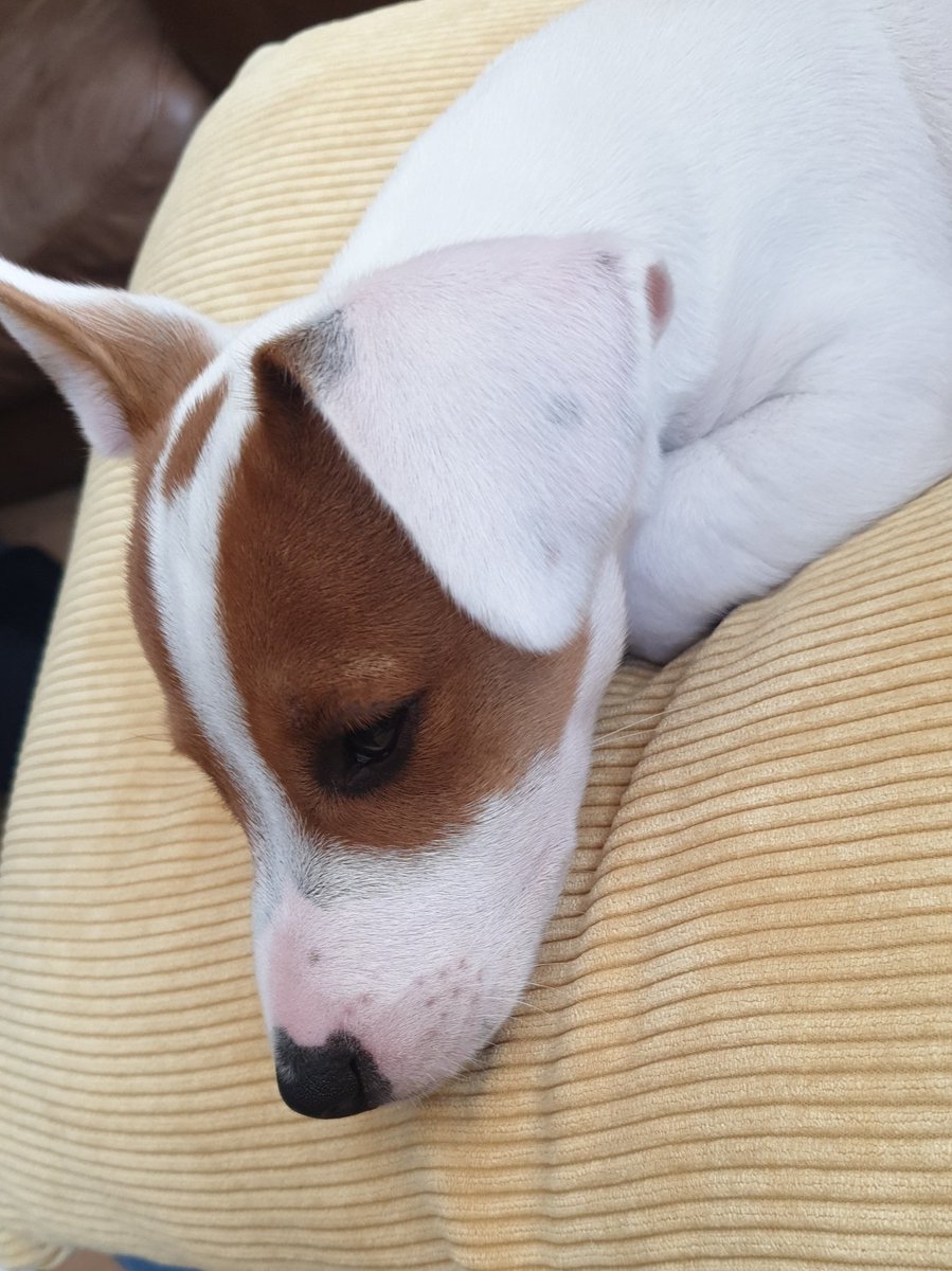 Smudge is having a little snooze after his very first walk. Look at his cute little pink nose! #pinkchallenge <a href="/school_ws/">WIlliamStockton</a>