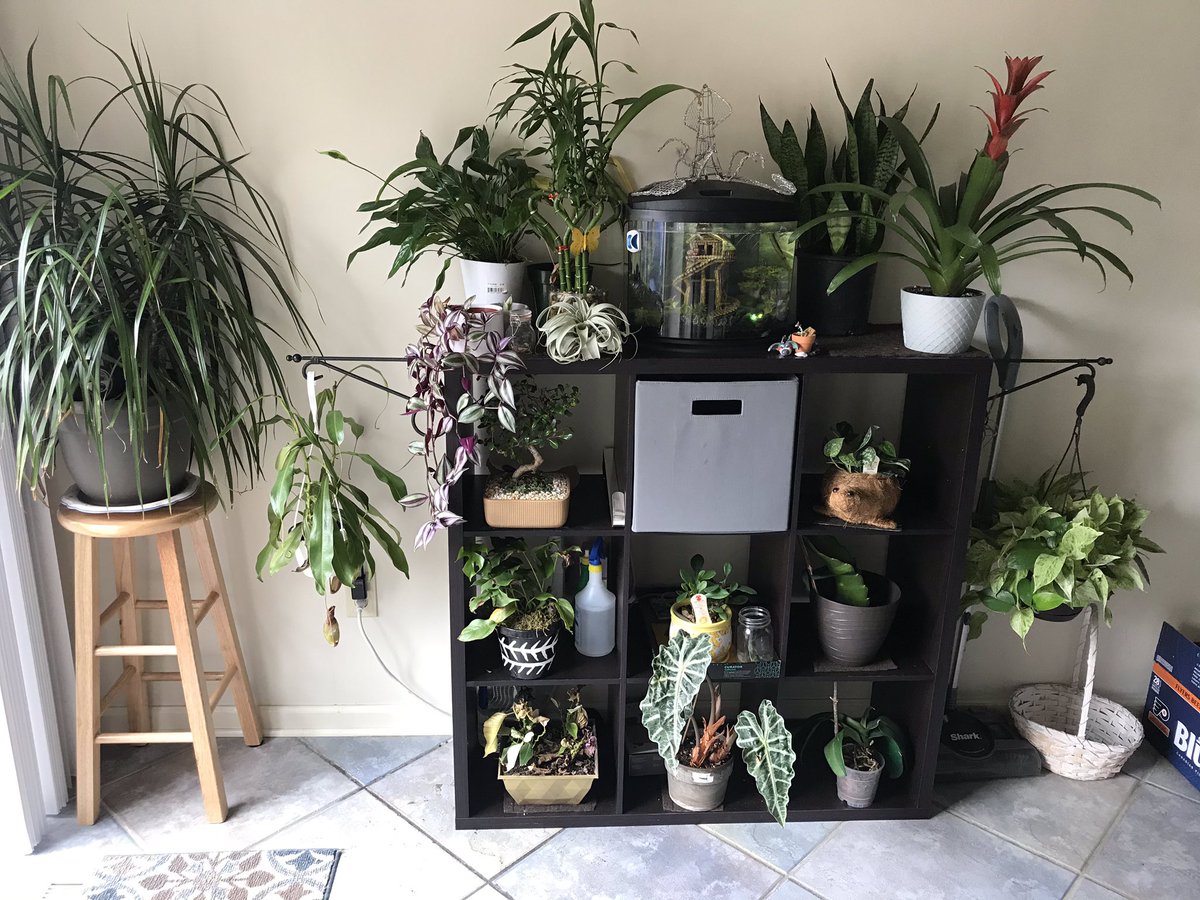 Aidenusedto's tweet photo. 📌Hello! My name is Aiden, but I’m frequently called Delta or Solo! I’m here to overuse caps lock and exclamation points as I ramble on about my plants, characters,and anything that catches my interest really. Sometimes I draw too! https://t.co/0d381tpKNi