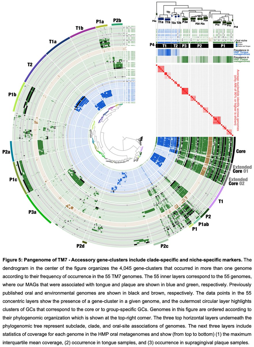 merenbey's tweet photo. Pre-print by @alon_shaiber, @AmyDWillis, @tomodelmont et al:

"Functional and genetic markers of niche partitioning among enigmatic members of the human oral microbiome"

Brings together pangenomics, phylogenomics, and metagenomics to tell a TM7 story from the human oral cavity. https://t.co/67zHaAx4gv