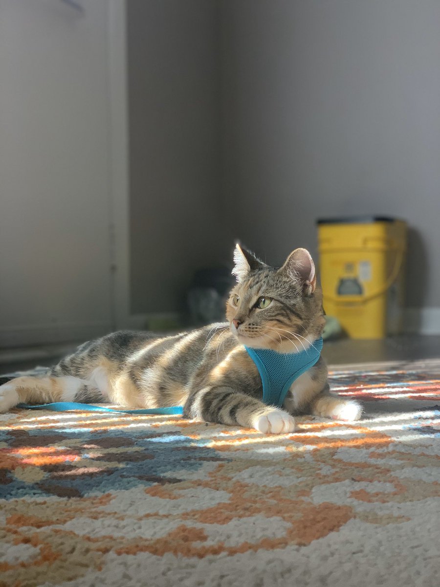 Pictures of my cat, that is all
