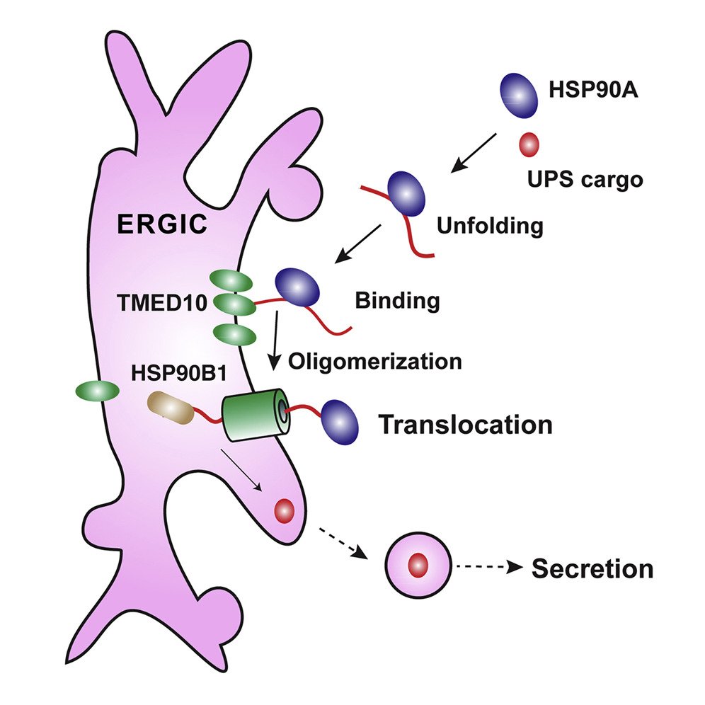 In the latest issue: on-demand secretion of #inflammatory factors and protein cargoes lacking #secretion #signal sequences relies on #TMED10, a protein that oligomerizes to channel the cargoes into secretory #vesicles bit.ly/2YnREYY