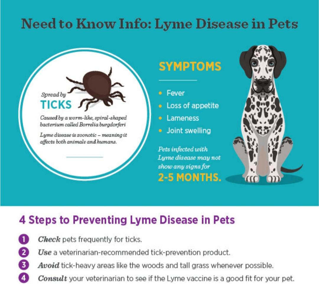 Kittel Family Vet on Twitter "May is Lyme disease prevention month