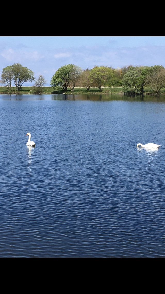 misshay9's tweet photo. These two swans have been busy building a nest to lay their eggs. https://t.co/E9vo3ouUXP