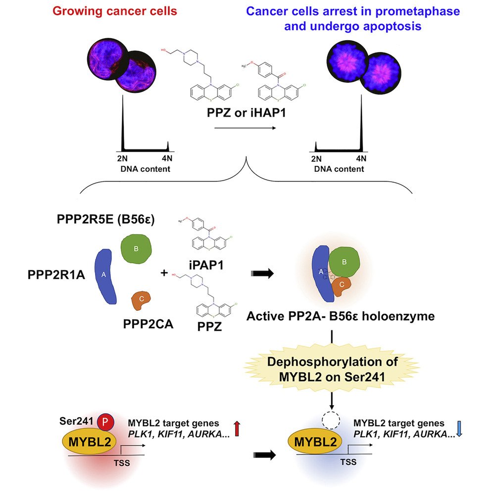 CellCellPress's tweet image. In the latest issue: #PPA2 enzymes often function as #tumor #suppressors but are typically unmutated in #cancer and can specifically targeted by different #small-molecule #allosteric activators bit.ly/2xt3Uwc