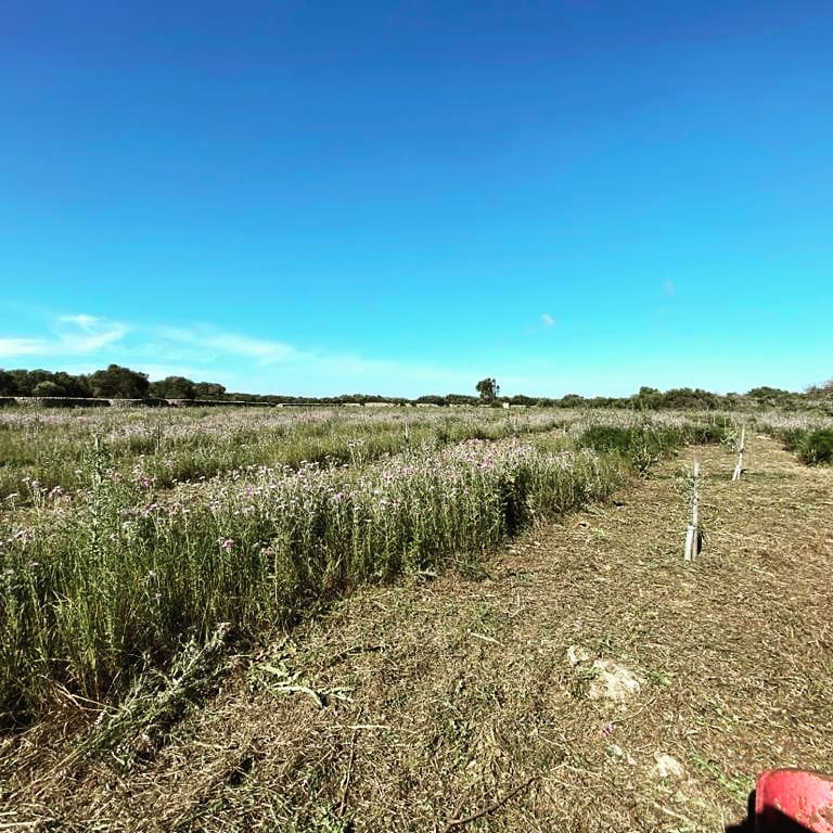 francescfont_'s tweet photo. A vegades el dron els ajuda a veure-ho més clar.../ sometimes the drone helps us to see it more clearly ...
Fent #keylinedesign a #menorca amb el nostre equip de @agroassessor i @keyline_mbadia https://t.co/zTu8qBUQy0