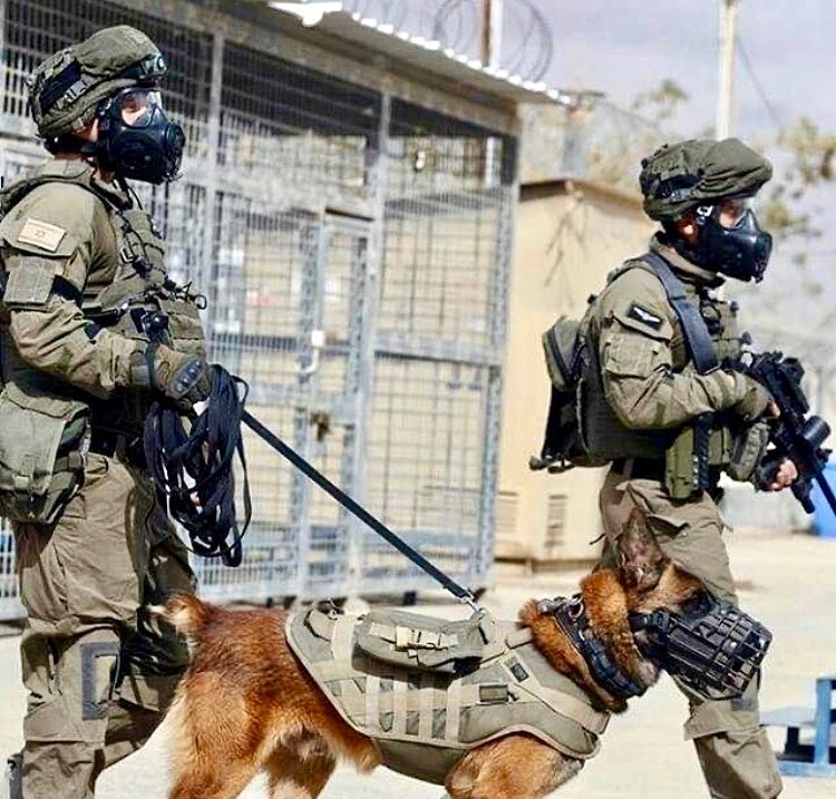 MWD_Mag's tweet photo. Repost @adrian_burrows_k9unit
・・・
THE ISRAELI WAY
#K9 #K9UNIT #WorkingDog
#GPDog #PatrolDog #GuardDog
#DogHandler #K9Handler #MWD #WarDogs #IsraeliDogs
#IsraelDefenseForces #IDF https://t.co/aDYi6OOI9Y