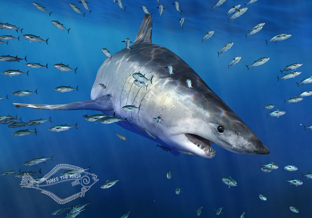 MarkoSteffensen's tweet image. #RTMPArtChallenge? Count me in, @RoyalTyrrell! Here&apos;s my  #BlueArt rendition of Otodus obliquus, plausible grandfather of #megalodon.