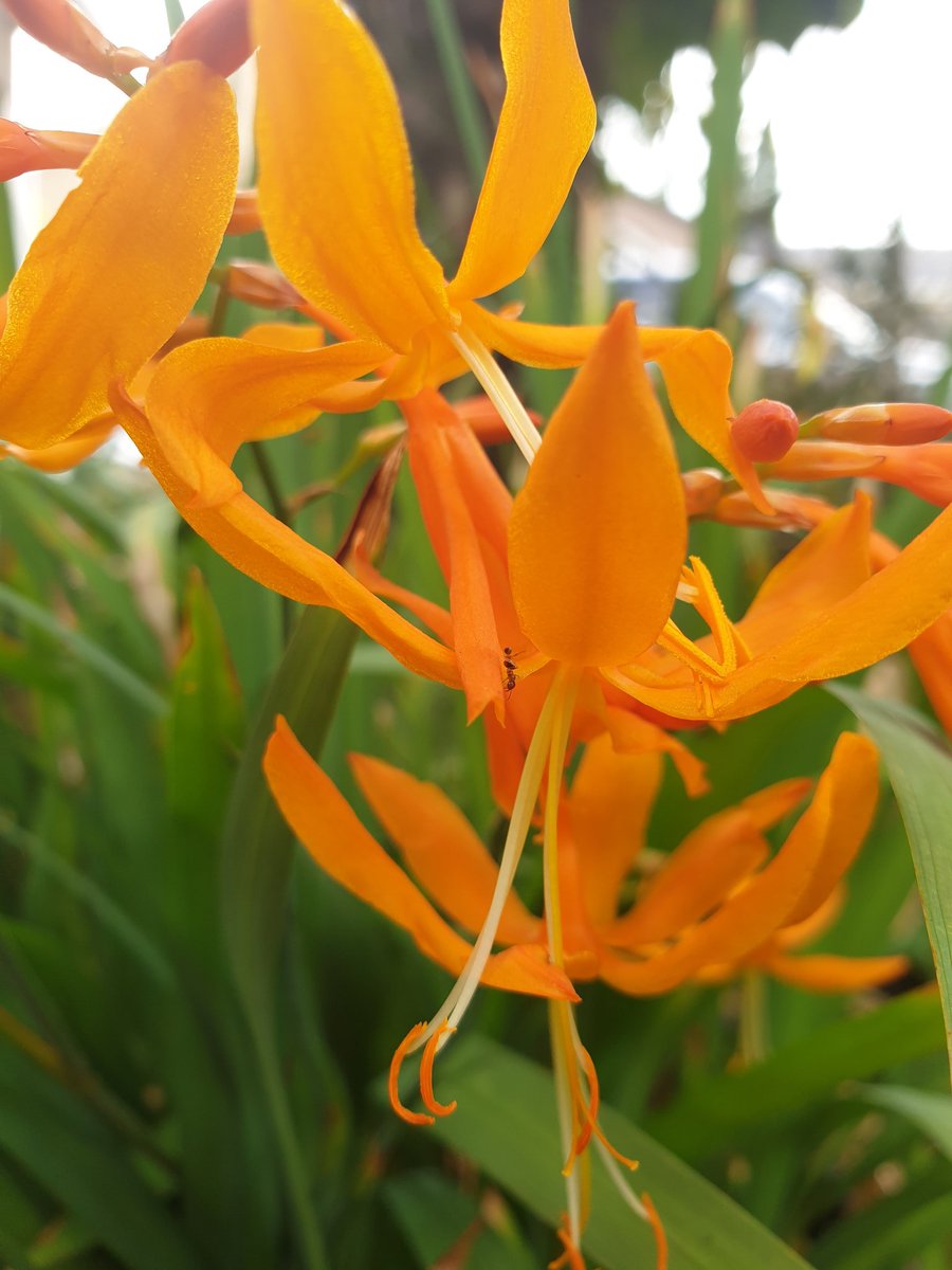 The flowers are gone, time for the shiny black seeds on the Crocosmia.
