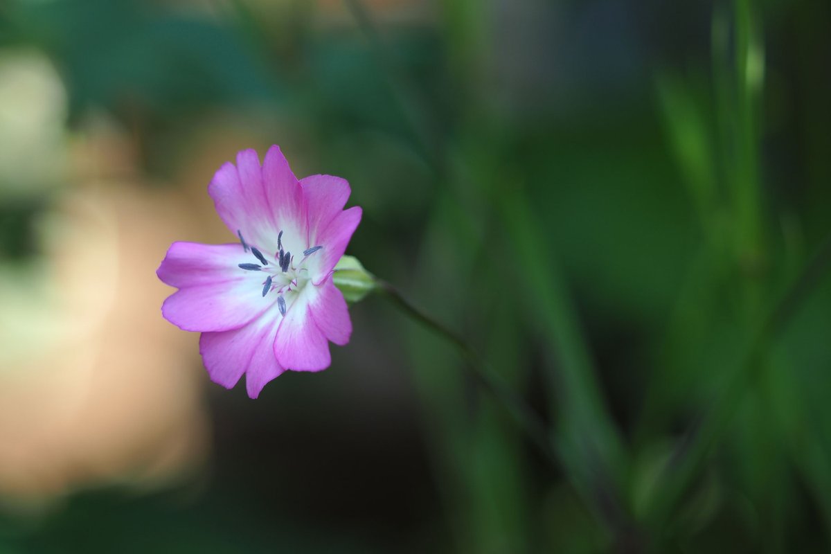 我楽多 ビスカリア チェリーブロッサム 群生させた方が見事らしいのですが そんな植え方は箱庭では絶対無理なので メインの花壇に紛れ込ませてみました 箱庭に咲く花５月 ビスカリア チェリーブロッサム