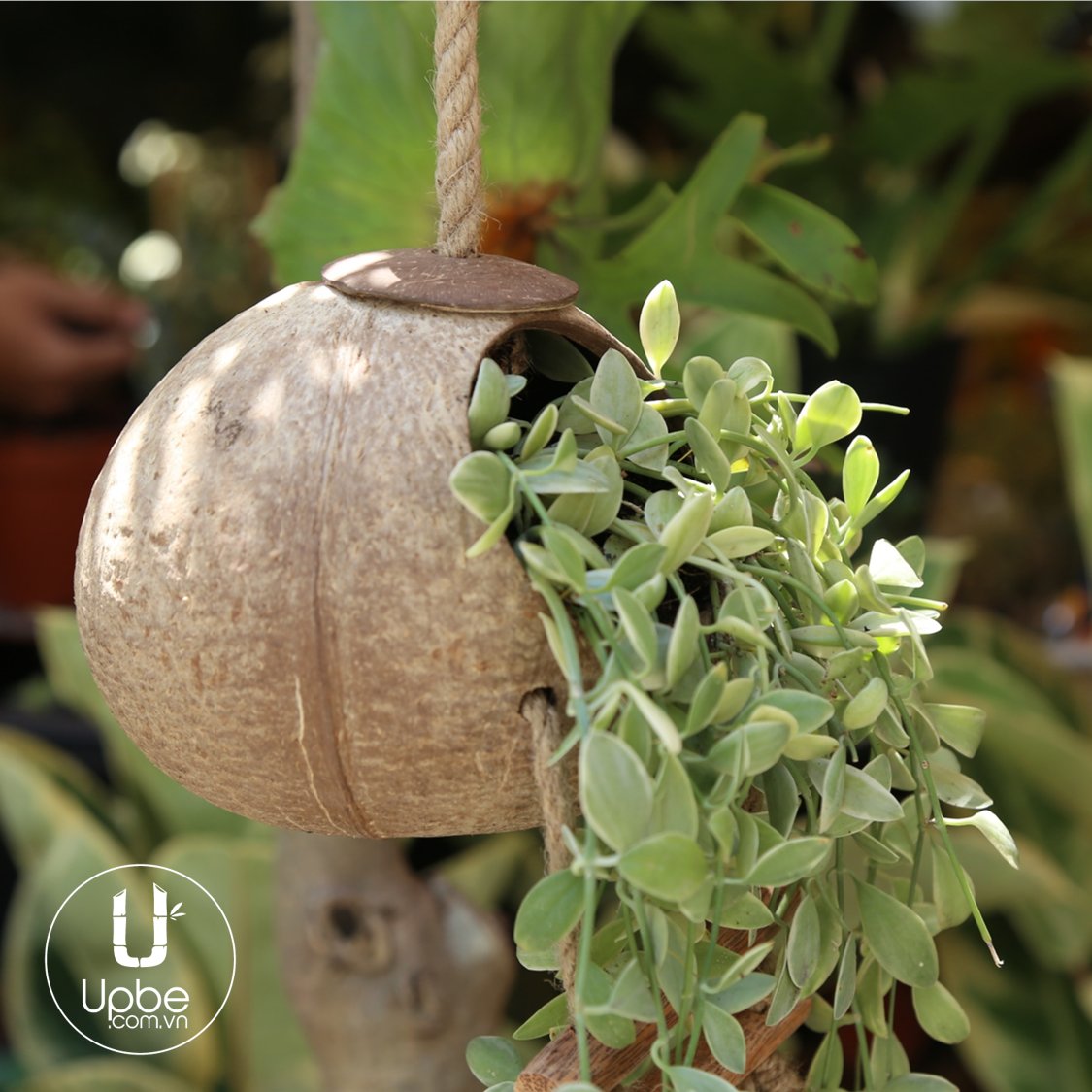UpbeVietnam's tweet photo. Coconuts are not only good for food, but the shell can have many different uses. A stylish pot can be used in any garden or home decor. With differnt finishes they are good for multiple occasions whether it be contemporary or rustic. #organic #design #natural #athome https://t.co/960GESBKsc