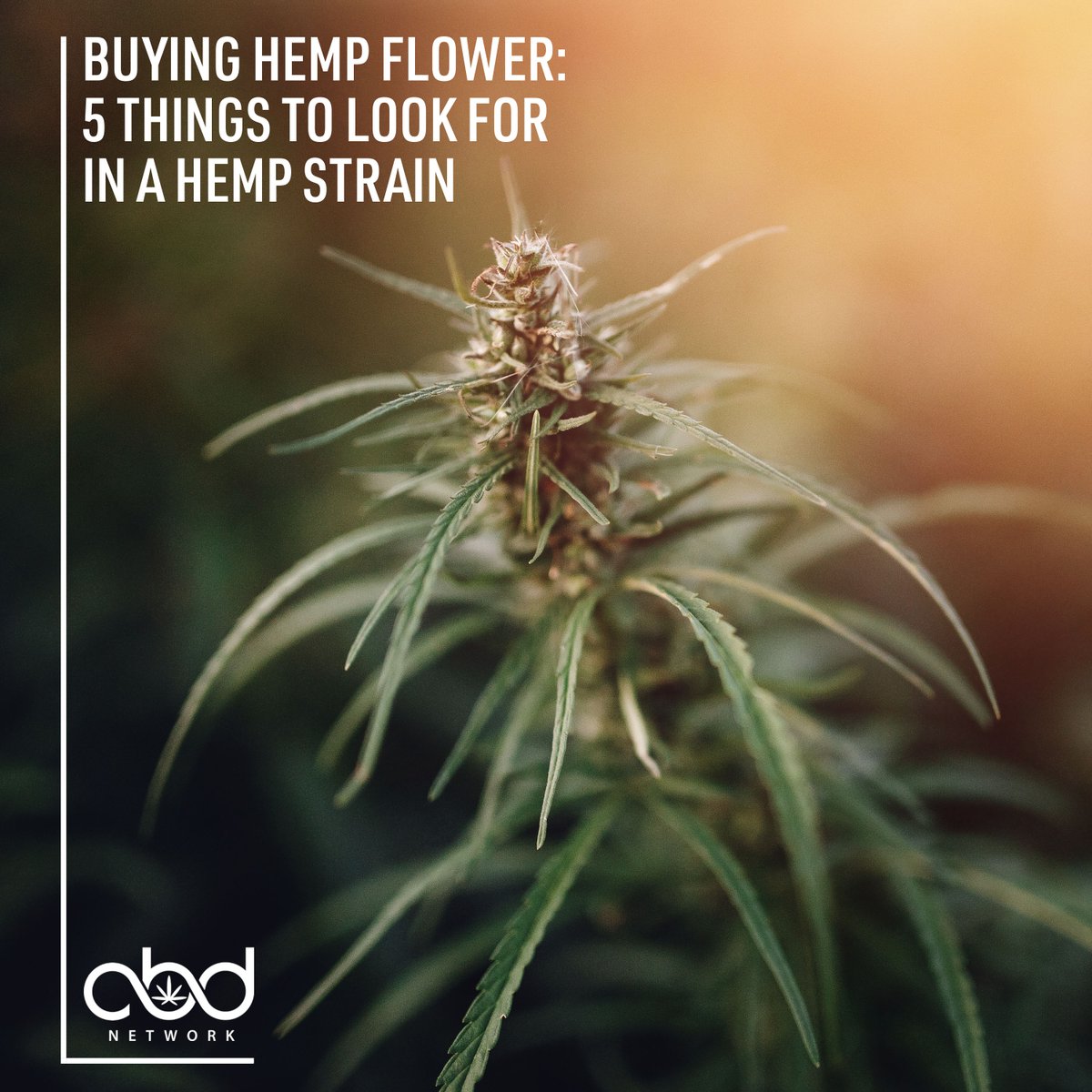 cbdnetworknews's tweet photo. With the legalization of hemp in 2018, the market is now flooded with hemp flower, and the number of different options can be overwhelming. With names like Papaya Nights and Frosted Kush, it can feel impossible to know what you’re really buying. Read more: https://t.co/ZitWMOg4t5 https://t.co/xsiXNvLjhW