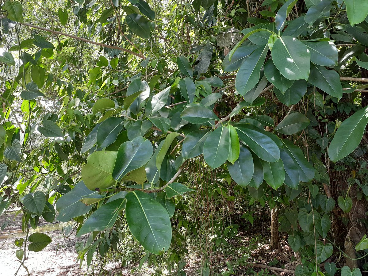 Hace dos días tuve la oportunidad de conocer mi árbol de higuerón favorito, Ficus jimenezii.
La naturaleza siempre nos sorprende.
#Higueron 
#Ficus
#Moraceae