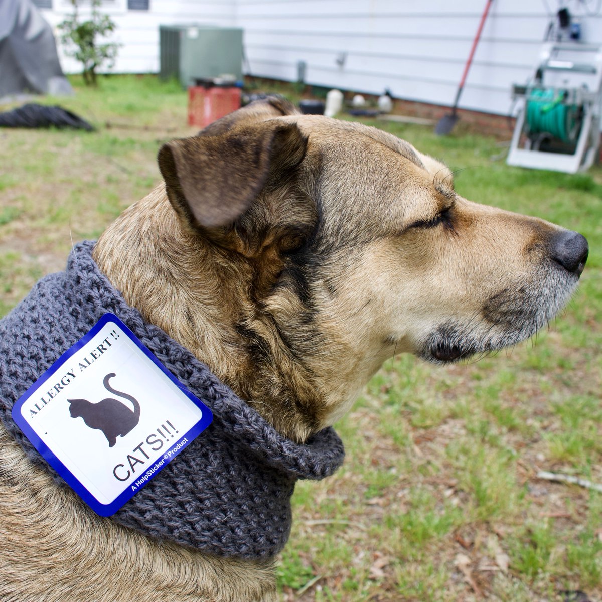 TheFreemanFix's tweet image. @HelpSticker My puppy dog is a satisfied customer.  Before HelpSticker, Layla had to chase cats out of her yard.  Now with her custom, vibrant HelpSticker, cats are able to clearly see her message from over 6 feet away.  Thanks Keaton! 👍 #HelpSticker #FurryFriendFriday #Dogs