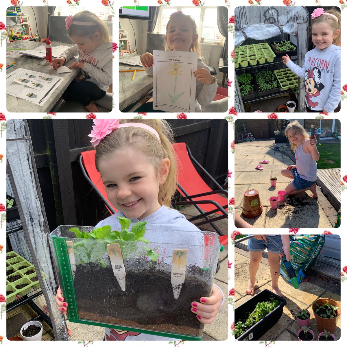 chickster79's tweet photo. In the past couple of weeks we have been busy planting sunflower seeds, carrots, spring onions, beetroot, peppers and tomatoes and taking care of them in our little green house. Today we re-potted some of our shoots #excitedforflowers @mrsmyers2019 @NewSilksAcademy https://t.co/DsXOuziWwZ