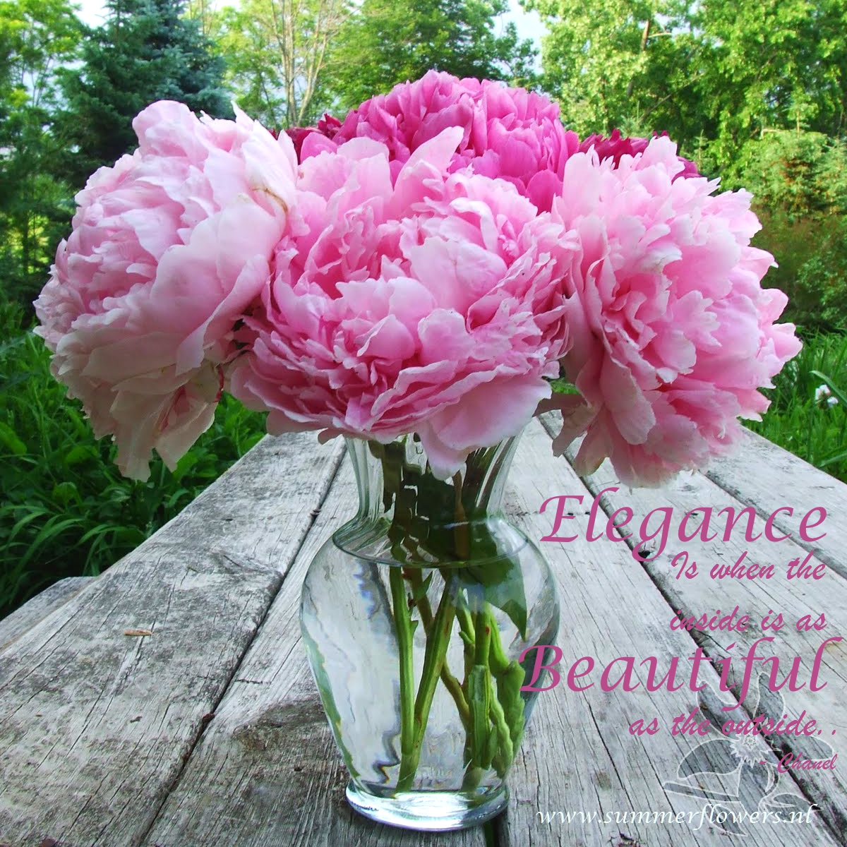 Ook de 'Sarah Bernardt' is op dit moment volop verkrijgbaar. Dit is de meest bekende Pioen en een echte schoonheid.

#Pioen #paeonia #peony #Peonies #Summerflowers #lente #genieten #Seizoensbloemen