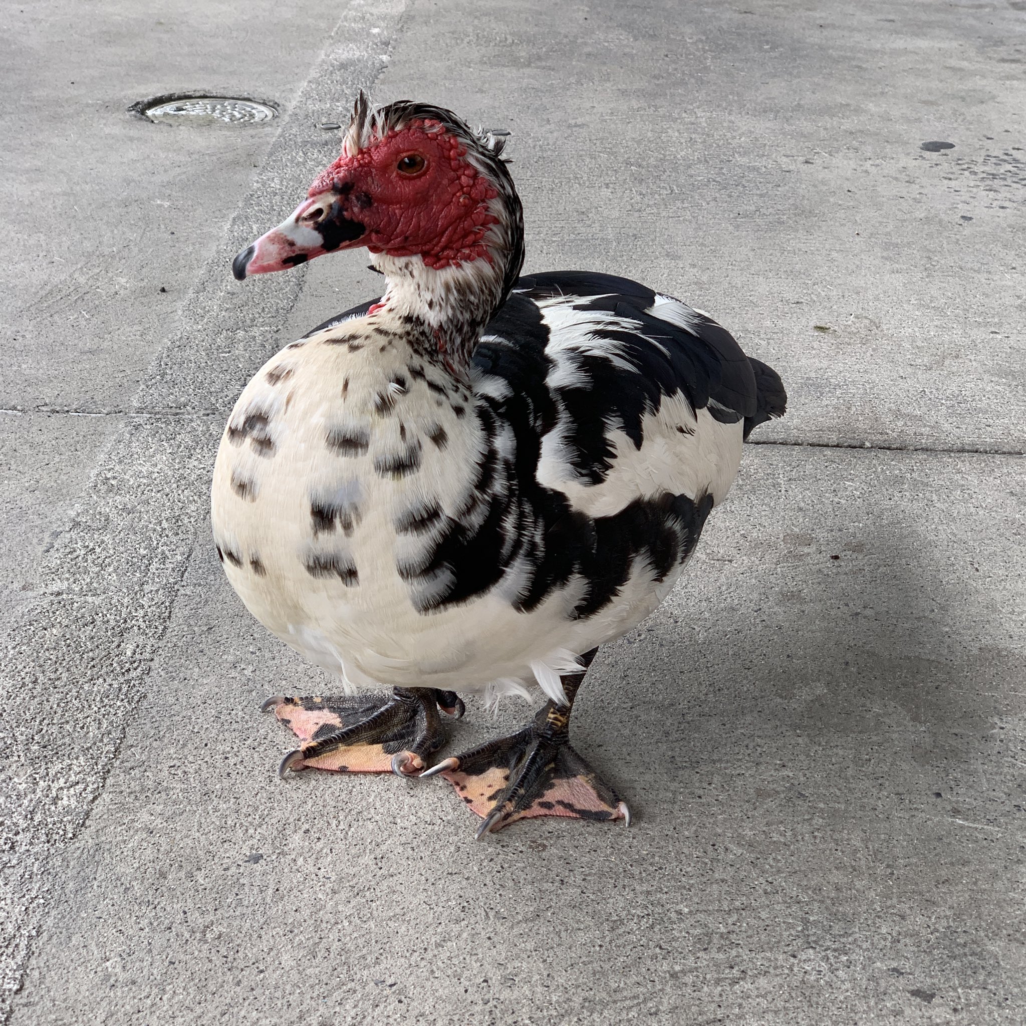 埼玉県こども動物自然公園 公式 En Twitter なかよしコーナーで暮らしているバリケンという鳥を知っていますか このバリケン たちは 飼育係が卵から育てた鳥なんです 去年の5月末から6月に孵化して 今では立派に成長してくれて見違える姿になりました 休園中