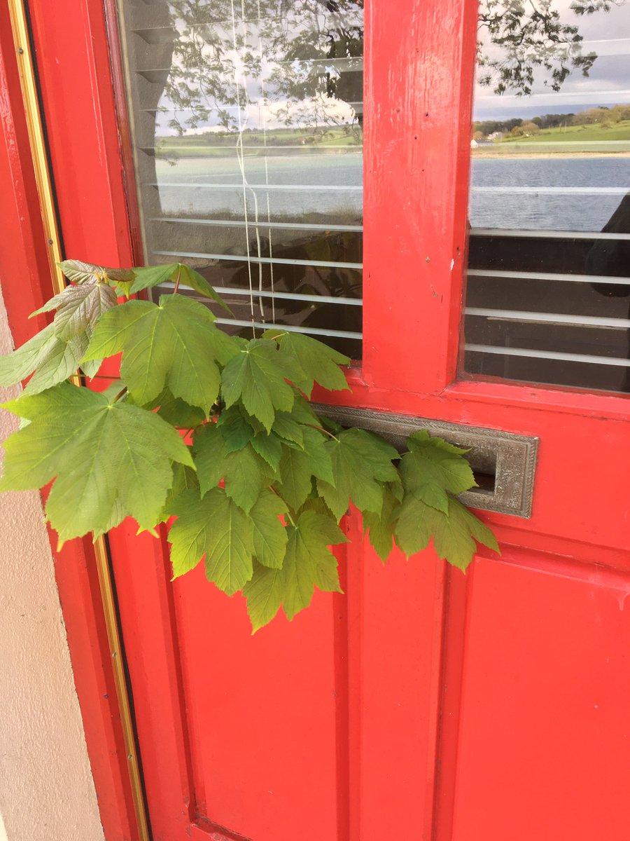 pwolstenholme's tweet photo. Happy May Day. Traditional in oour village to have a piece of “SummerTree”on your door to bring good luck for year.#MayDay #WildAtlanticWay #courtmac https://t.co/d6sb5c7Zsk