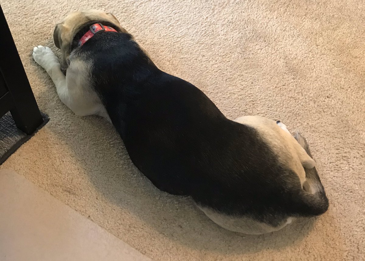 MandyThePuggle's tweet photo. Clear my schedule, Dad. I need a nap. https://t.co/FxBYvxtmYU