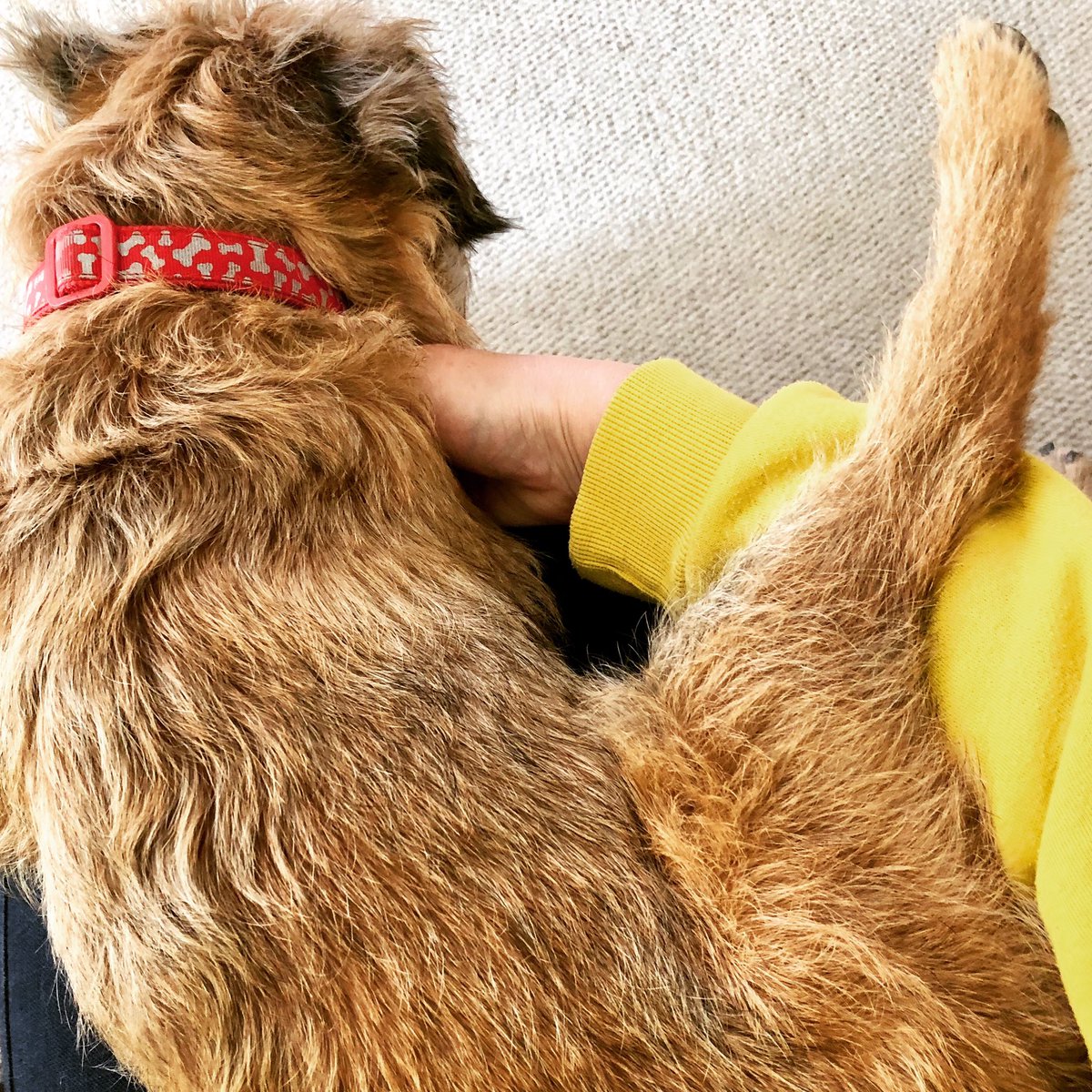 lmclea2's tweet photo. Not sure whatโs going on here, but he seems comfortable ๐ #borderterrier #MakeYourselfComfy https://t.co/5GEGAP1yqi