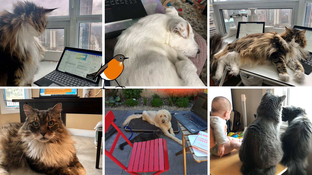 HarbingerSCR's tweet photo. The Harbinger team has been working from home and spending a little extra time with our furry friends. Our CTOs (Chief Treat Officers) are reporting for duty! 🐶🐱
#weareharbingers #WFHwithPets https://t.co/r9XwGLnlI7