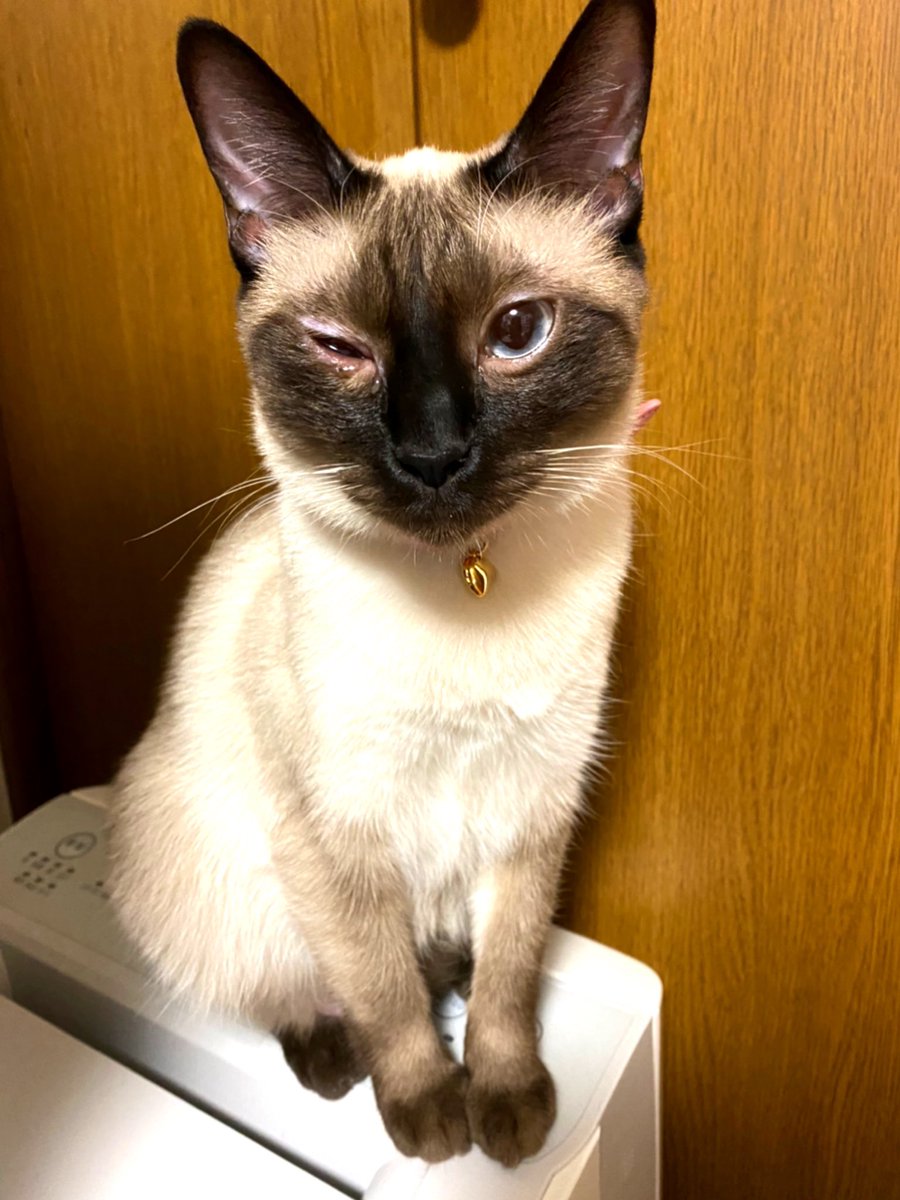 猫 結膜炎 目薬