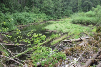 SWS_PNW's tweet photo. May is #AmericanWetlandsMonth and we'd love for everyone to share their wetland experiences here in celebration! Post pics of your favorite wetlands and tag @SWS_PNW https://t.co/C8r5wVNUCq