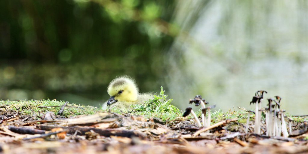 MyODFW's tweet photo. Good morning! It’s #FuzzballFriday
Lots of new ducklings and goslings around right now. Keep an eye out for young wildlife and make sure to let them be. https://t.co/uD5l2MQJjW