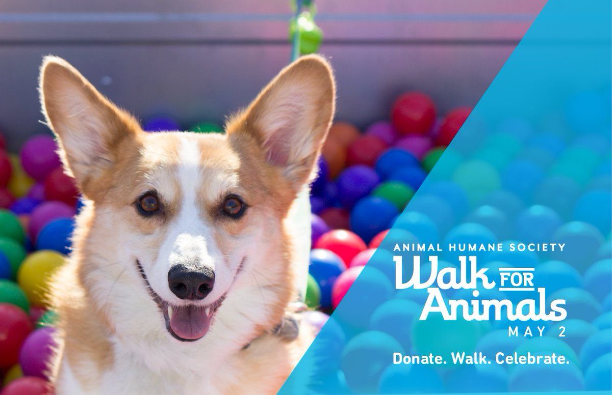 Bucky Kat (@thecattweeting) on Twitter photo Tomorrow is the 49th annual <a href="/Animal_HumaneMN/">Animal Humane Society</a> Walk For Animals. Please consider making a donation if you can and support this great cause. Then, join us to walk! bit.ly/3aTTSBN #StillWalking Tomorrow is the 49th annual <a href="/Animal_HumaneMN/">Animal Humane Society</a> Walk For Animals. Please consider making a donation if you can and support this great cause. Then, join us to walk! bit.ly/3aTTSBN #StillWalking