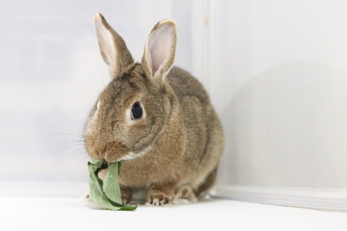 うさぎのぴすけ V Twitter しおりんこと しおりちゃんも 里親募集 の 可愛い女の子 似てるチェスナットカラーの保護うさぎさん 多いけど みんな一人一人違うんですよ みんな可愛いけど しおりちゃんも うんとかわいいよ 固定見てね Stayhomeは保護っ子