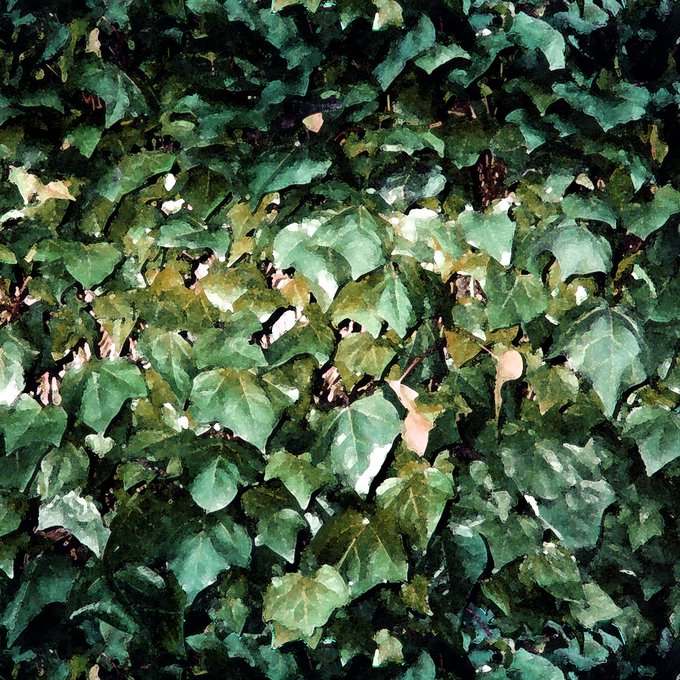 蔦のtwitterイラスト検索結果