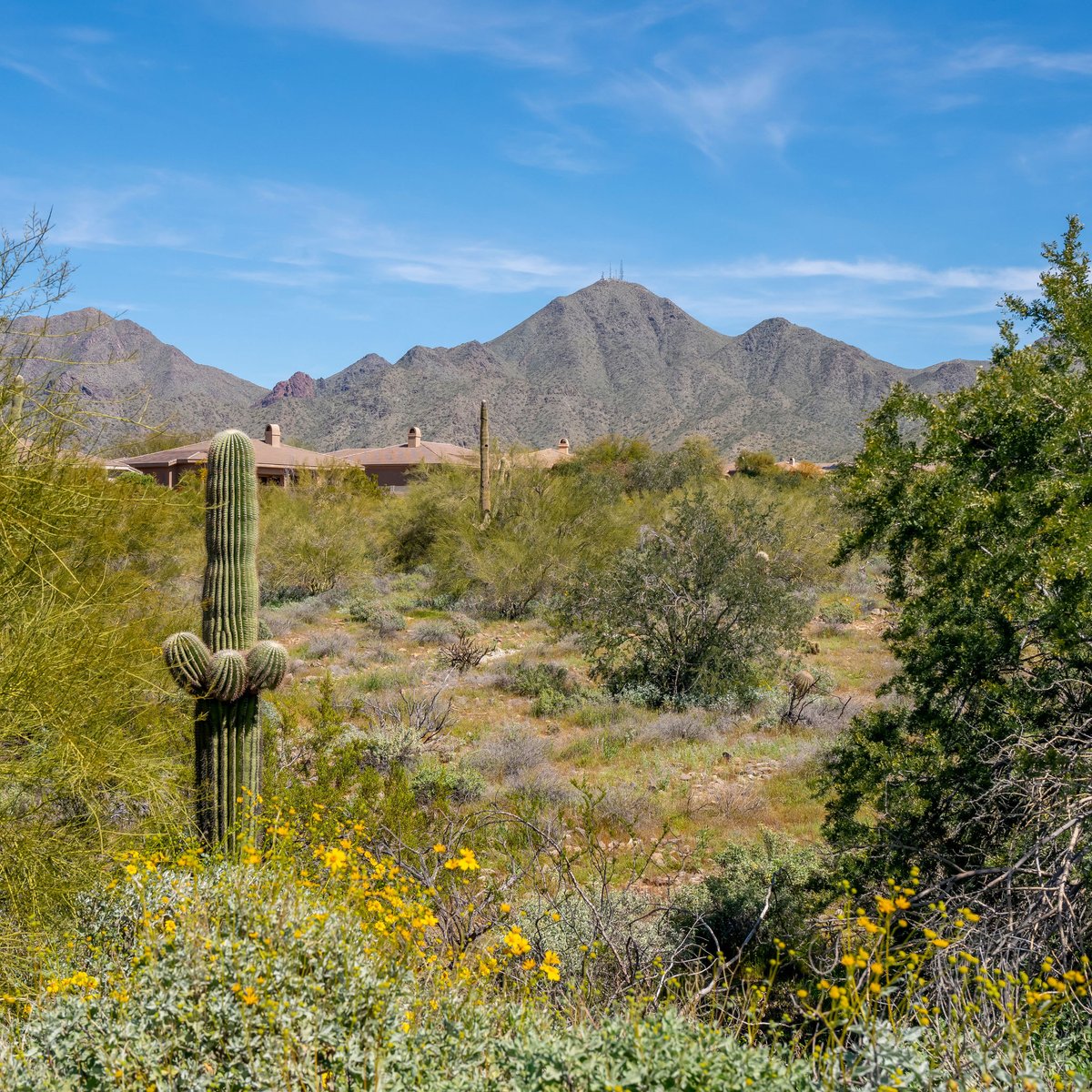 HollyHenbest's tweet photo. 🌵Scottsdale Ranked #1 by Forbes! Best place to Quarantine in the US! #quarantine #forbes #topplaces #bestcity #corona #stayathome #lookfortheblooms #mayday #henbestteam https://t.co/OH1ZJLajOC