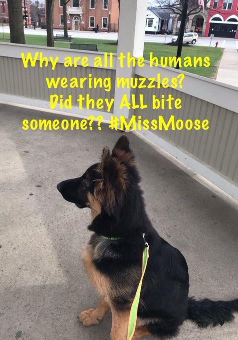 My puppy Moose❤️ https://t.co/ZMfZaDjIcE<a href="/tag/nadianorth"class="tags"><span>#nadianorth</span></a><a href="/tag/onlyfansgirl"class="tags"><span>#onlyfansgirl</span></a>