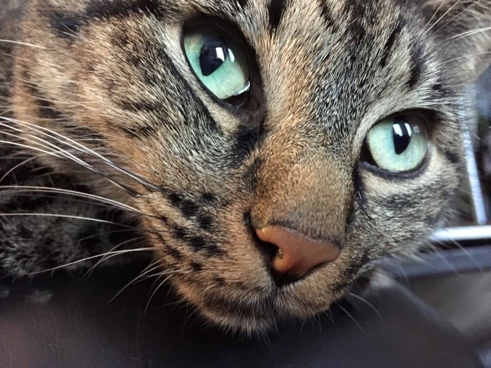 Fergus Kitty FergusTheDiabeticCat (@FERGUSthe_CAT) / Posts / X