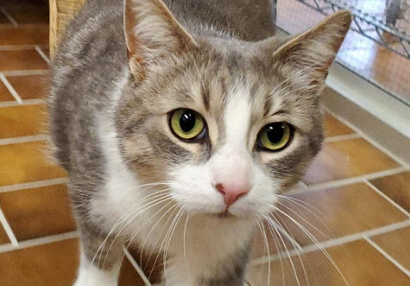 ssmhs's tweet photo. Tom Hanks is a super cool cat that came to us as a stray.  He is one easy going guy that seems to adapt well to new situations.  His favorite activities are lounging around, getting pet and having snacks.  He would most likely be a good fit in any home.

https://t.co/ShQU8MctGt https://t.co/GUsUpr8PIo