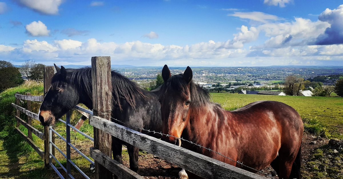 GerardPHorgan's tweet photo. Two new friends on the evening walk, they like their slices of apple along with a dash of banana #DontForgetToMoveIt #CovidIreland #CovidUK https://t.co/aVAtlsQI7L