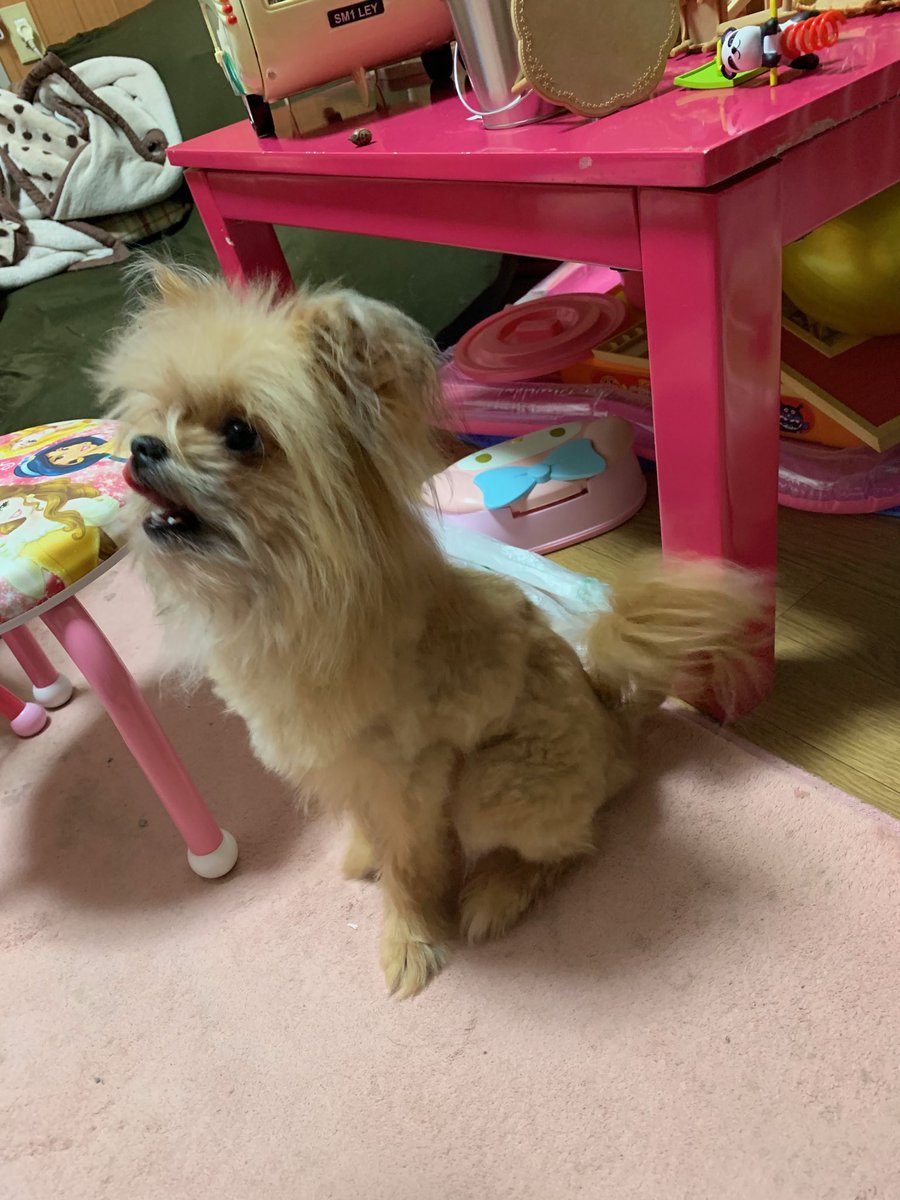 Haischlib ポメシーズー Ar Twitter