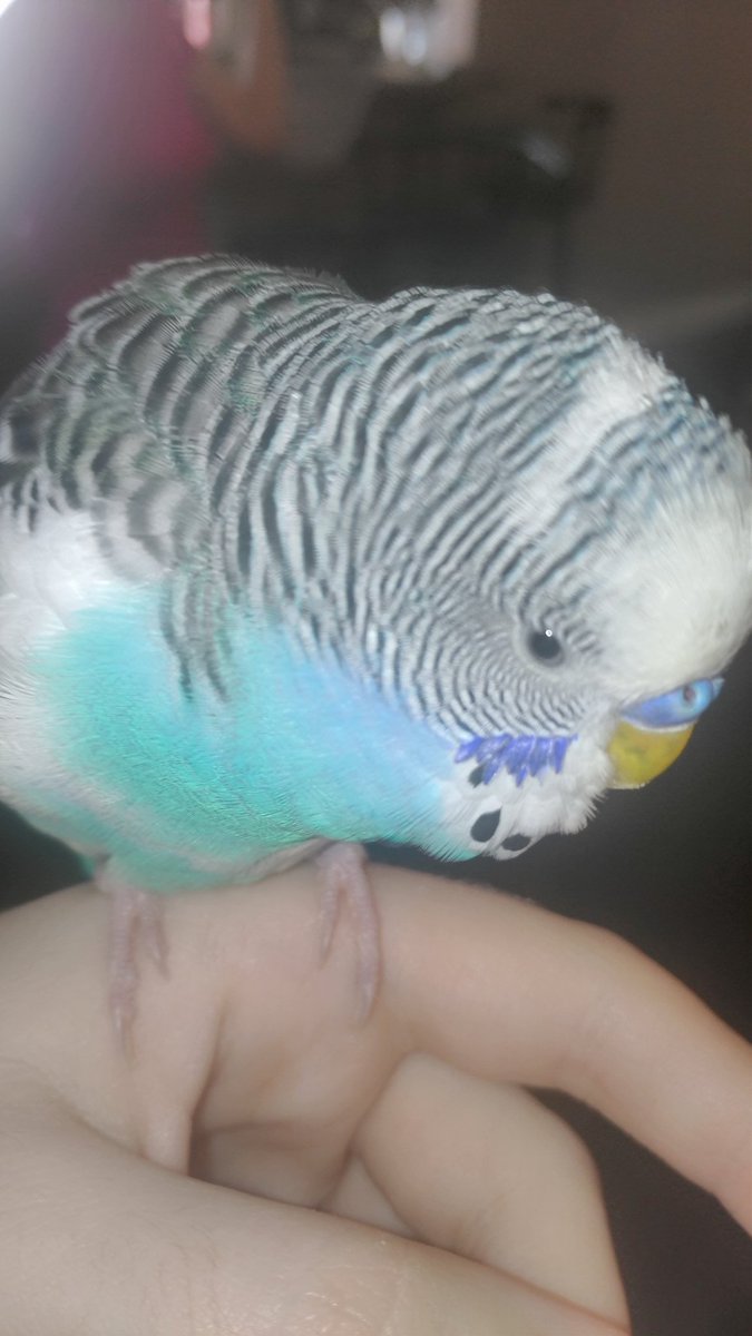 R3Vamp's tweet photo. Skye say hi 
:3

#parakeet #birb #fluffybuddy #budgie #cuteanimals https://t.co/8eDpXZFSxK