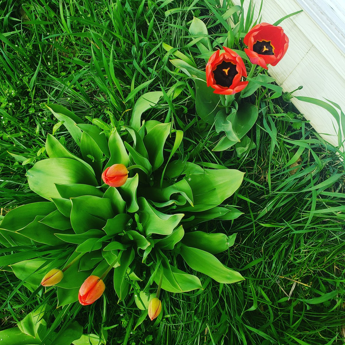 SummitCanCo's tweet image. Spring is in the air. It sure is lovely to see the flowers beginning to blossom. 
 
We have so many great new products in the shop.  Check our website and shop online @ summitcannabisco.ca

#Spring #Flowers #StartingToBloom 
#CannabisFlowersAreBetter
#NewStrains
#HappyFriday