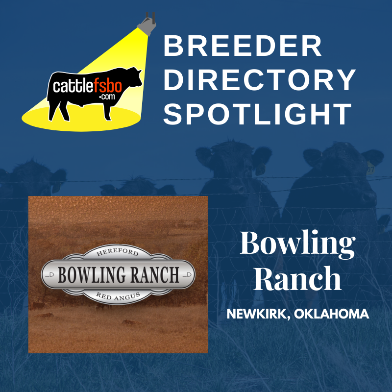 Happy Friday! Today we are highlighting Bowling Ranch in Newkirk, Oklahoma. Check out their profile and post your own ranch to our breeder directory! #Cattle #CattleForSale #CattleFSBO #FeatureFriday #Hereford #RedAngus #OklahomaCattle