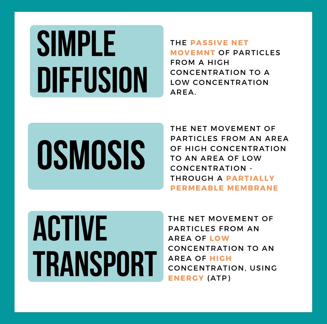 studypluscentre's tweet photo. Topic: Diffusion
Subject: Science Top Tips
Courtesy of Ms.Yasmin
#neveroffduty
#science #toptips #education #studypluscentre #covid_19 #sats #11plus #stayhome #staysafe #gcse2020 https://t.co/sL3fLA0psy