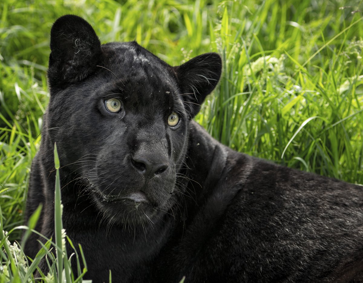 Who tuned in to my #FacebookLive debut this morning?! Wasn't I great - I had lots of fun with the toys I was given. If you missed it, you can watch again on @thebigcatsanct's Facebook page.
​Happy weekend everyone! 🖤🐾
​#mayathejaguar #thebigcatsanctuary #jaguar #weekend #friday
