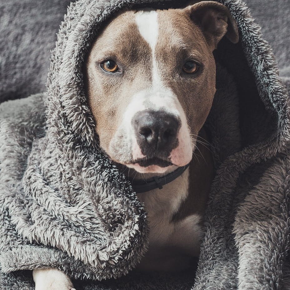 StyliDog's tweet image. Aujourd'hui c'est la fête du travail ! Alors merci et ❤ à tous ceux qui ont continué à travailler malgré tout !  😘🙏🐾
Styledogs.fr.
.
#chien #amourdechien #chienheureux #chiots #pets #puppylove #blog #mode  #styledogs #bloggers #picoftheday #dogfashion #dogcloth