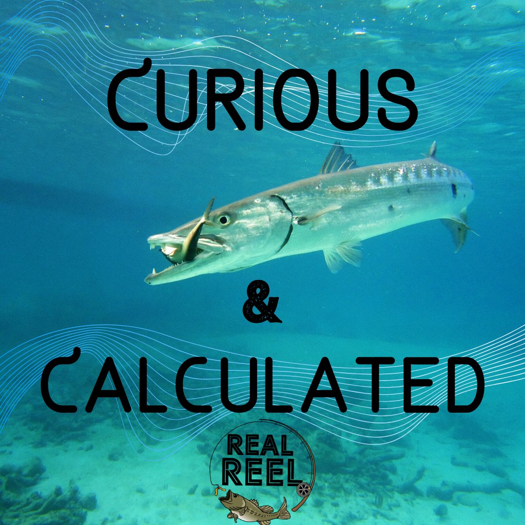 RealReelCo's tweet photo. If you are lucky enough to enjoy the thrill of Barracuda fishing keep in mind that they love to investigate new things in their territory. So if one lure or bait is not getting strikes switch it up to keep them interested! #BarracudaFishing #Barracuda #Saltwaterfishing https://t.co/6UKcvJFyas