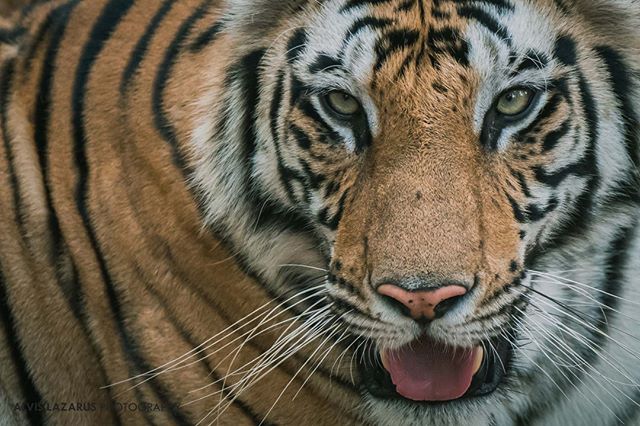 sharedplanet_'s tweet photo. When you purchase any item from our #TigerCollection 10% of your order is destined to help these endangered animals and their conservation through foundations like @PantheraCats. We believe in cosmetics with a cause.
Photo by: @alvislazarusphotography https://t.co/Dnrt3xX27E