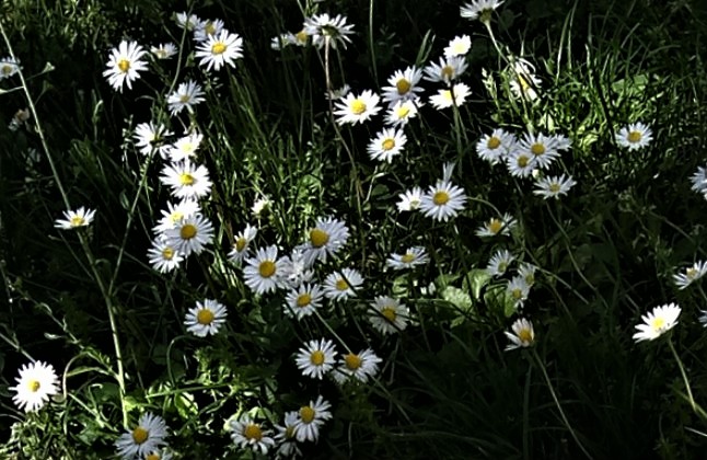 Che senso avrebbe dimenticare?
Cancellare gli errori,appassire la memoria?
Perderesti la poesia che ti portavi sottobraccio e che fioriva spontanea da una stupida allegria,una canzone,
un fiore,un'emozione.
(Margherite accanto alla tua panchina. Milano,Aprile2020)