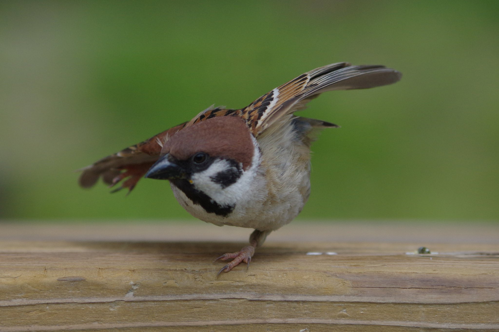 中野さとる on X: 