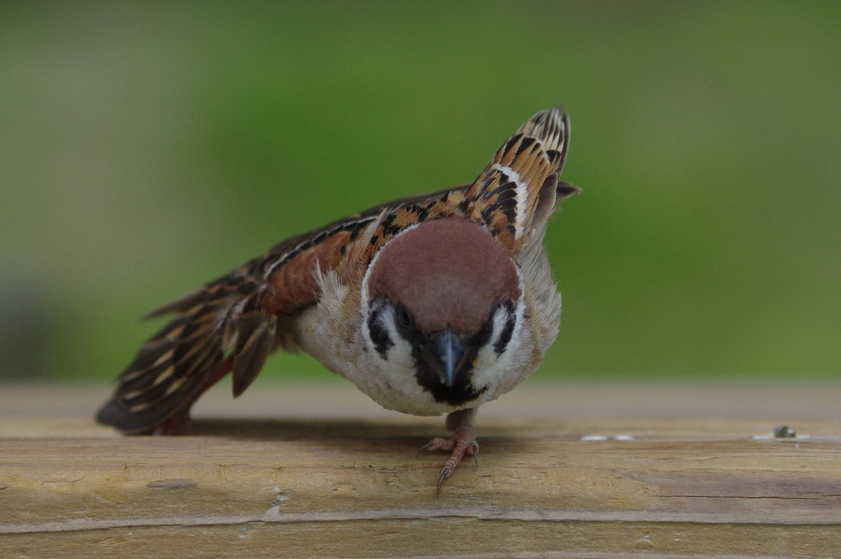 中野さとる on X: 