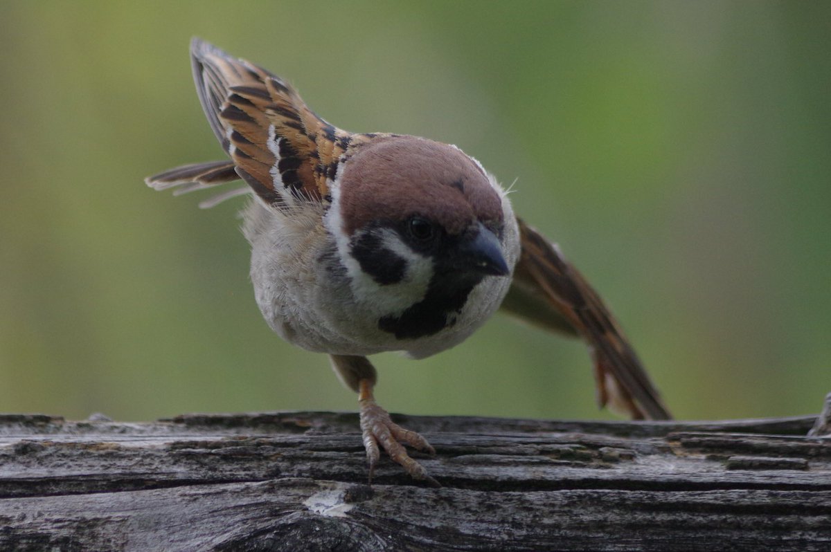 スズメ mqdefault.jpg