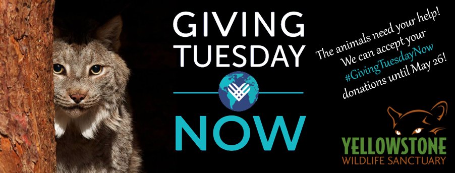 Donations you make through our #GivingTuesdayNow campaign page between now and May 26 qualify for matching funds. There's never been a better time to help the animals! THANK YOU for your support!
now.firespring.com/nonprofits/yel…